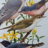 Bird - collection Hepatior N ° 43
