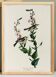 Poster for the Brown-sided Warbler, after an old engraving from 18