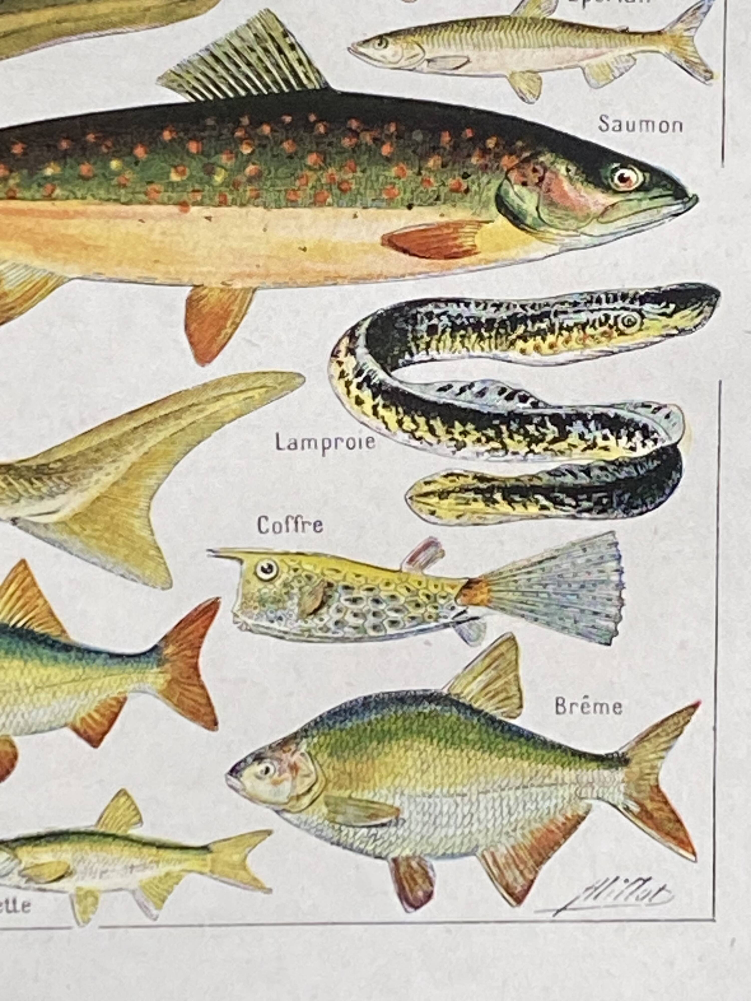 Old illustration Millot "fish"