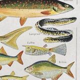 Old illustration Millot "fish"