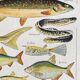 Old illustration Millot "fish"