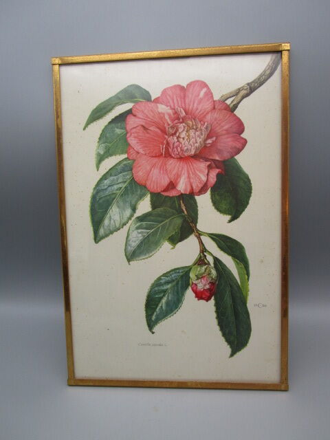 Antique botanical engraving