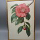 Gravure botanique ancienne
