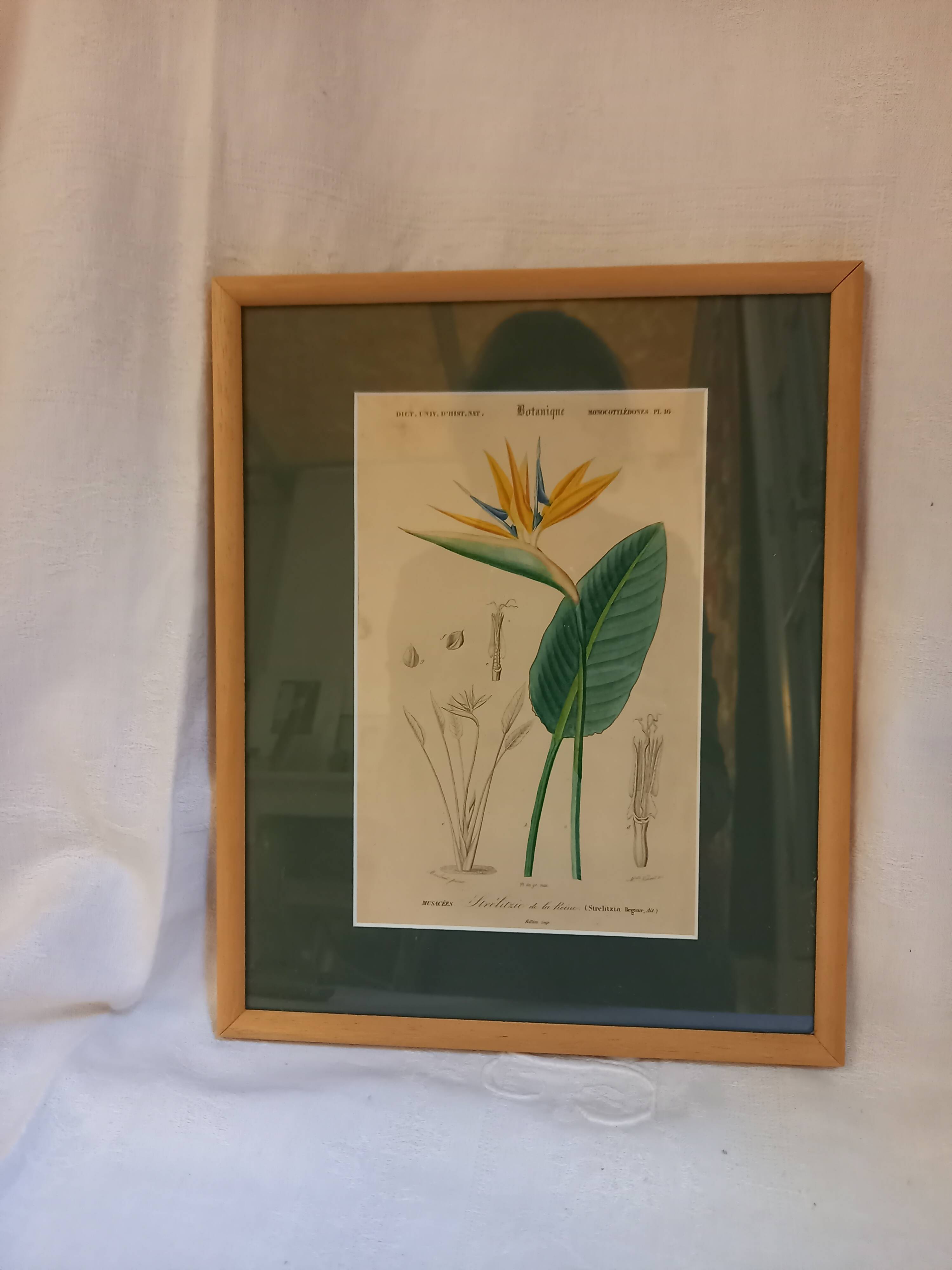 Old botanical plate, framed, representing a flower, queen's strétisia.