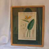 Old botanical plate, framed, representing a flower, queen's strétisia.