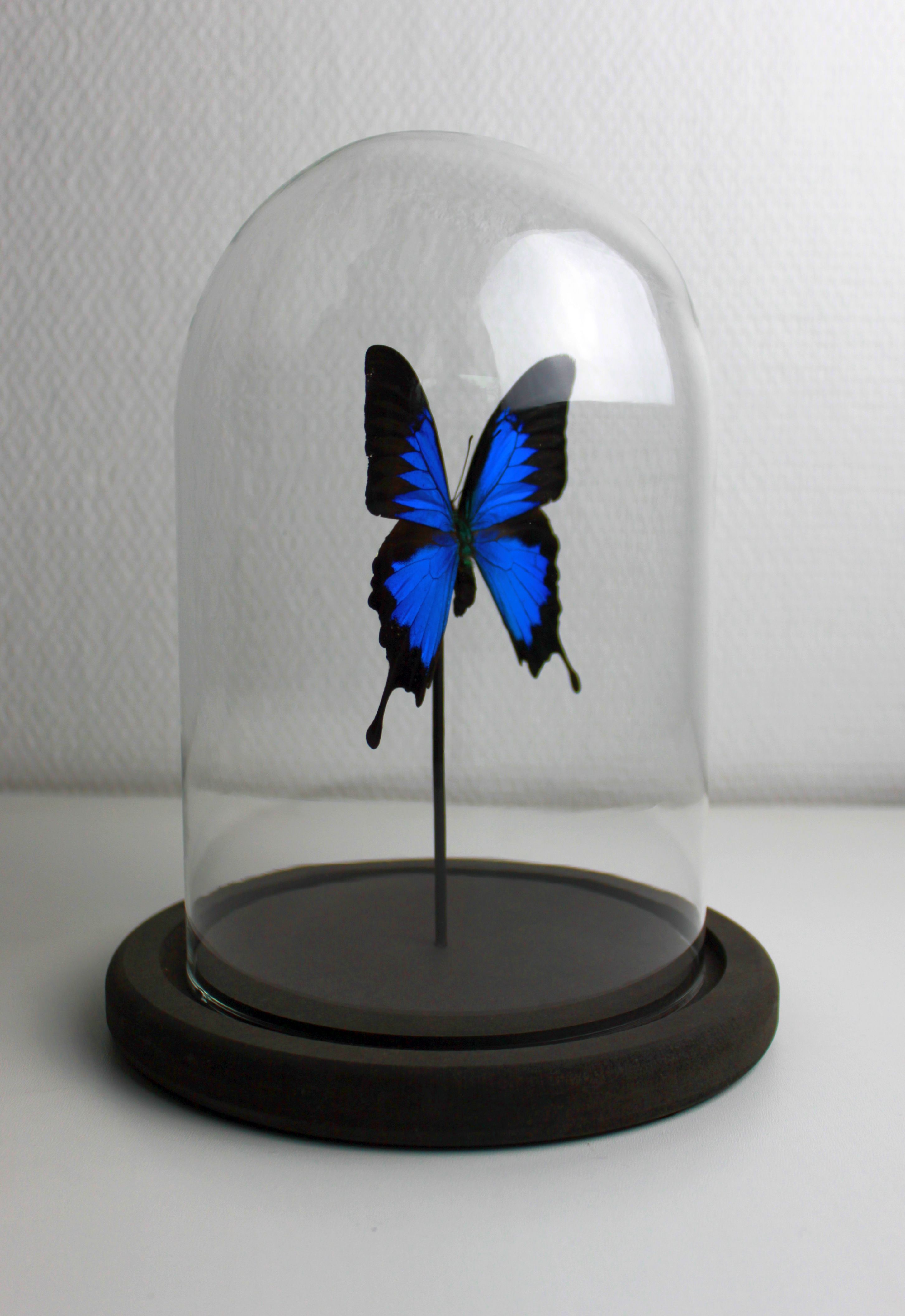 Butterfly under globe