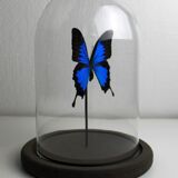 Butterfly under globe