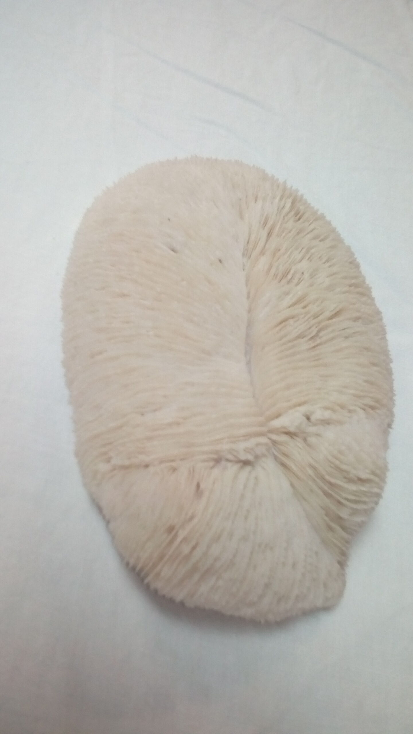 White coral shark cushion