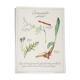 Non-alcoholic botanical herbal tea board