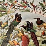 Lithograph on birds (parrot) - 1900