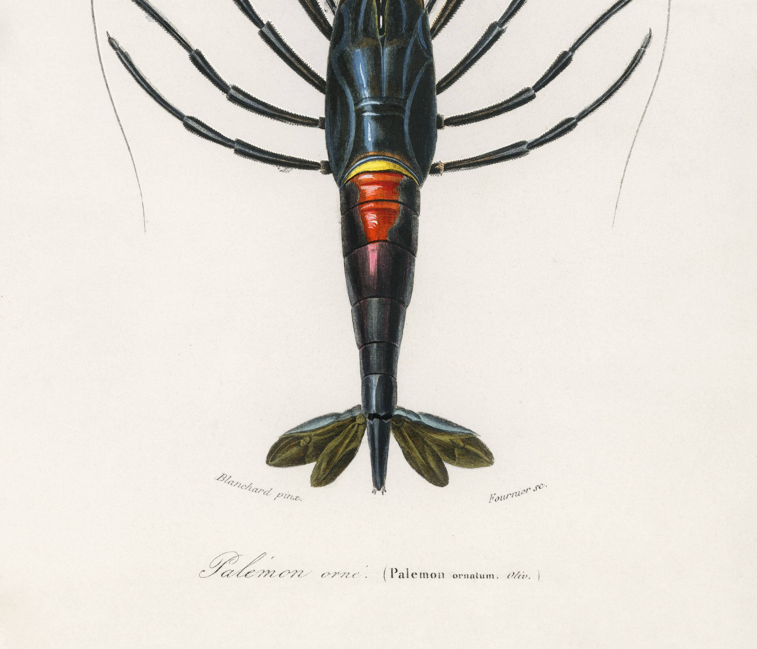 Affiche sur la crevette d'ornement, d’après une gravure ancienne de 1849.