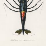 Affiche sur la crevette d'ornement, d’après une gravure ancienne de 1849.