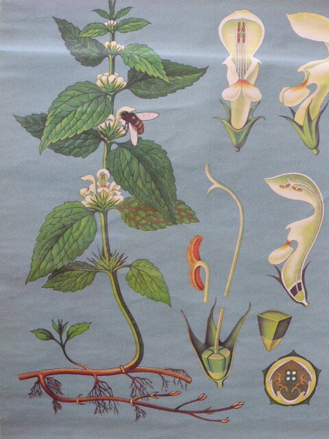 Botanical poster plant medicinal by Jung-Koch-Quentell, created in 1960, collector and vintage linen