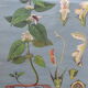Botanical poster plant medicinal by Jung-Koch-Quentell, created in 1960, collector and vintage linen