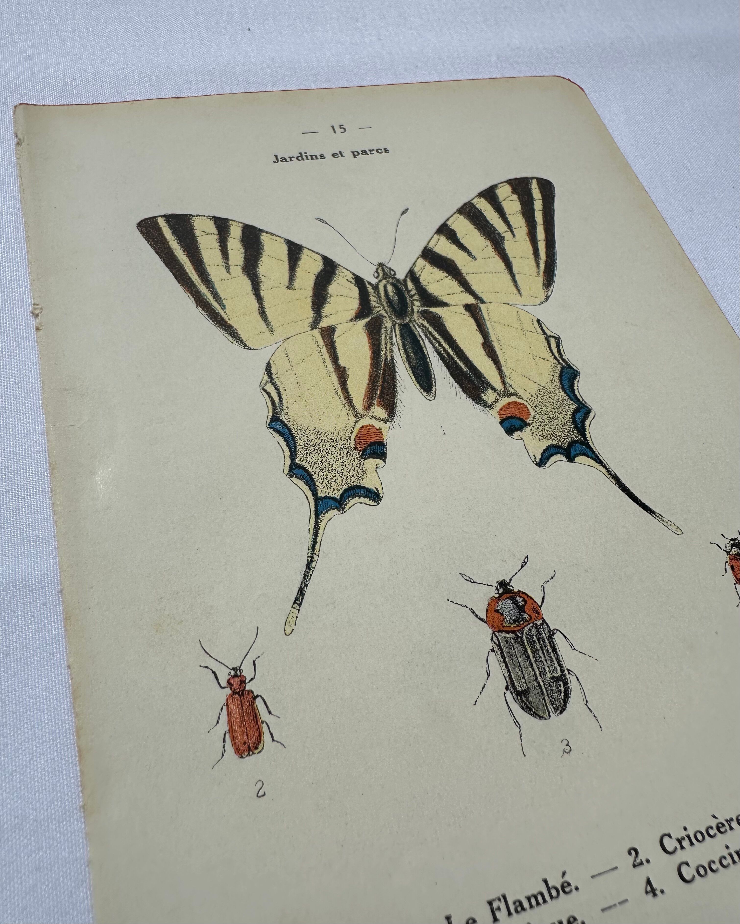 Old botanical lithograph naturalist double-sided
