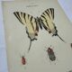 Old botanical lithograph naturalist double-sided