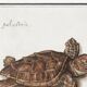 Small poster on the Tortoise, after an old engraving from 1610