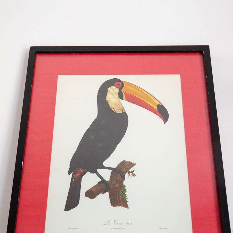 Engraving le Toco number 6 Jacques Barraband