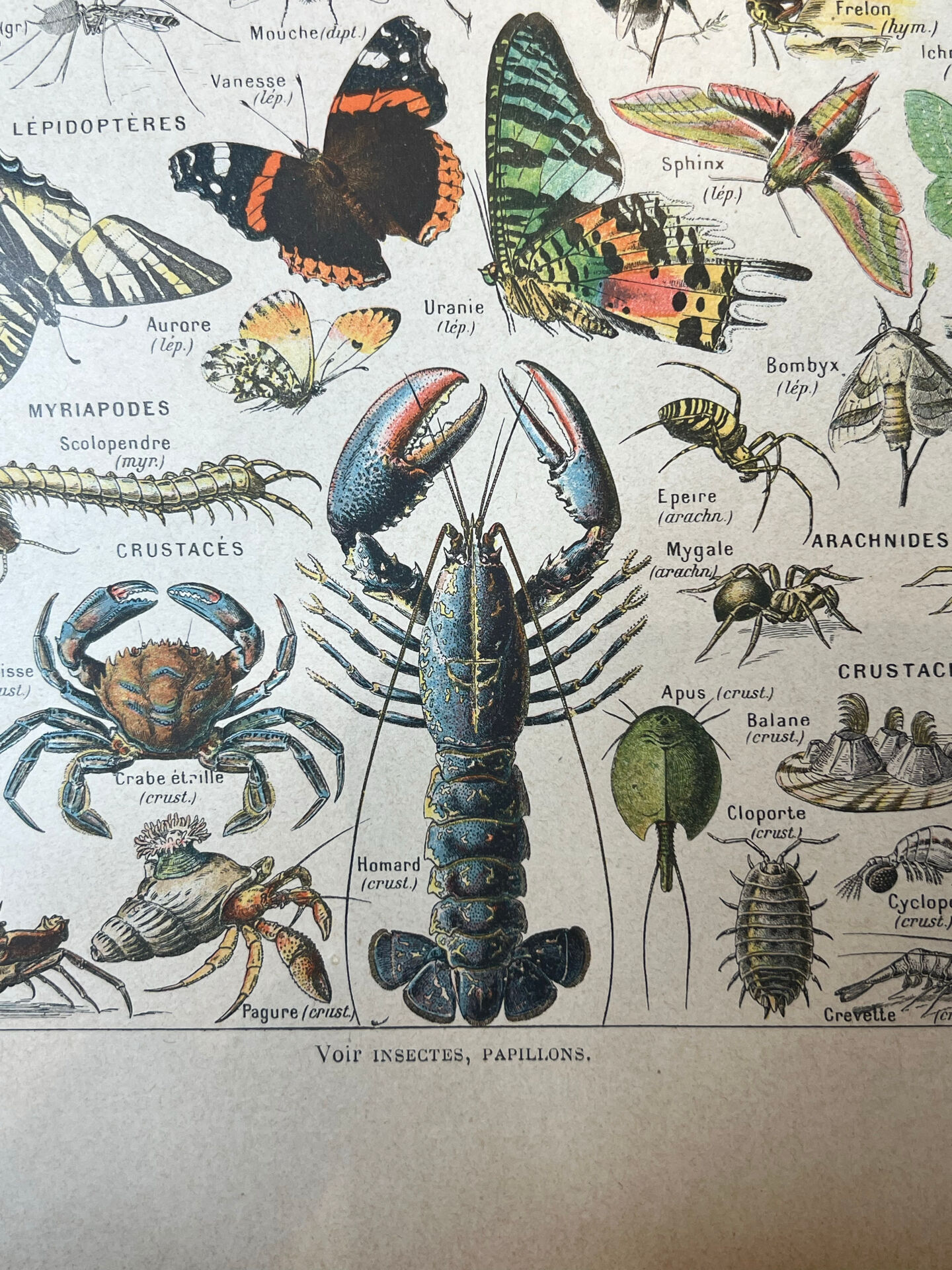 Set of 2, Zoological Plate Arthropods and Insects 1922