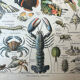 Set of 2, Zoological Plate Arthropods and Insects 1922