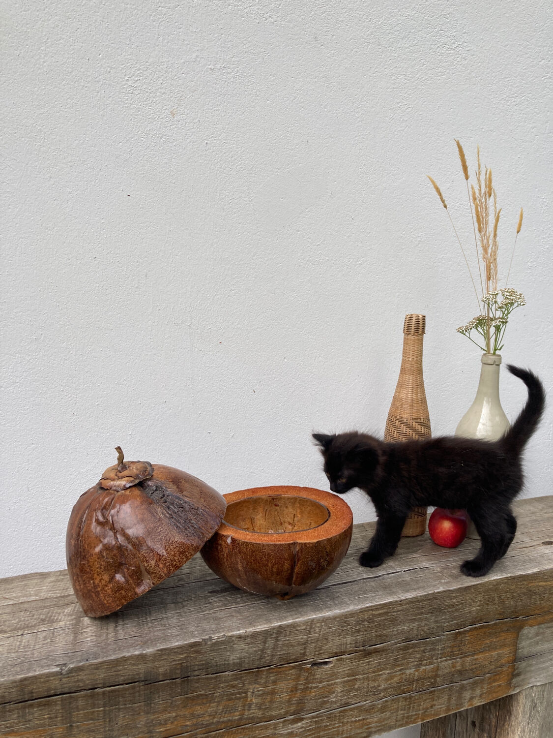 Exotic brutalist coconut ice bucket 1960