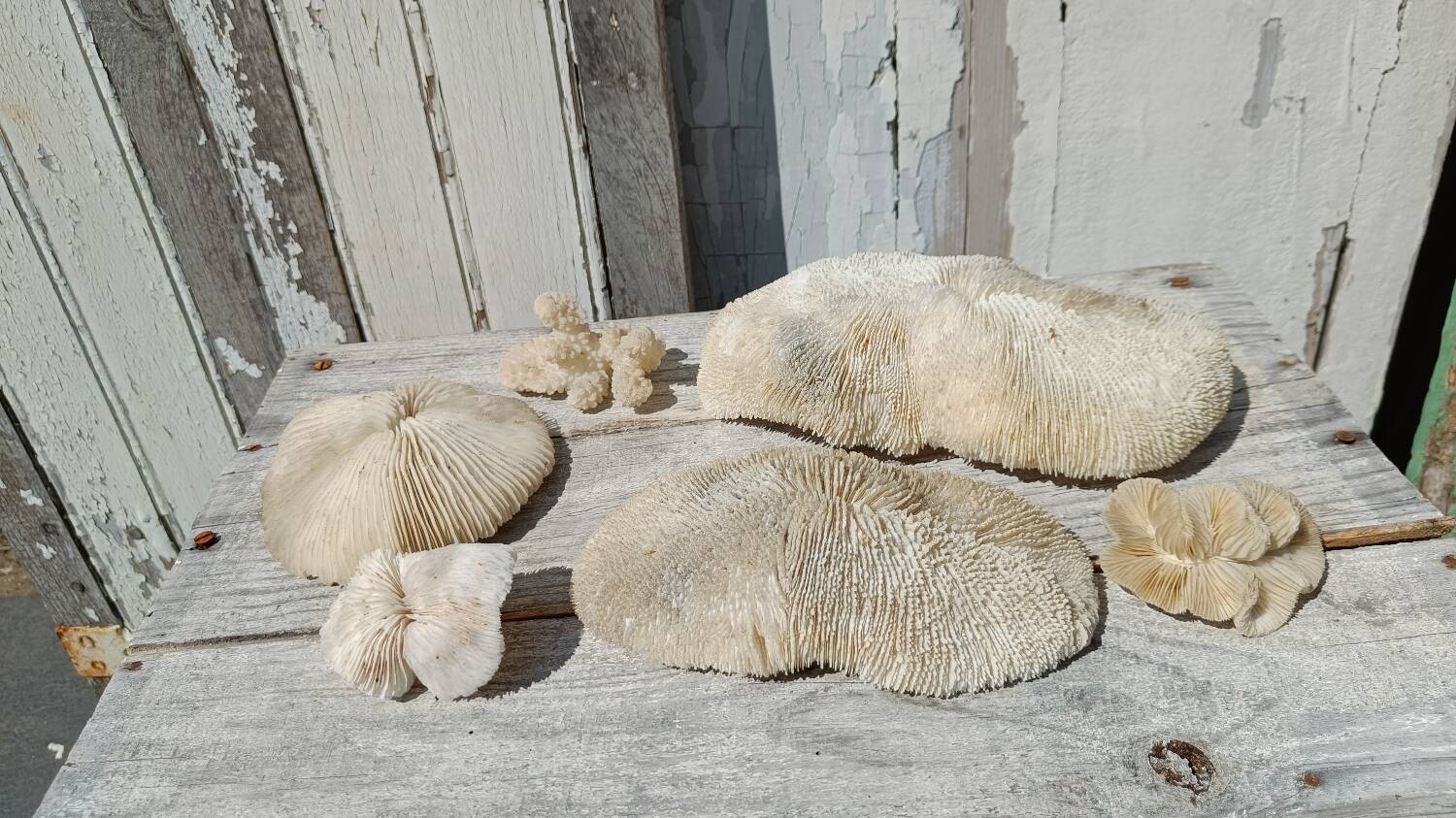 Vintage coral fungia large model