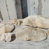 Vintage coral fungia large model