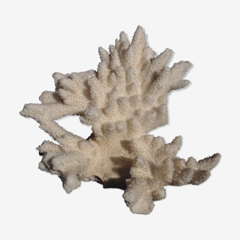 Great ancient coral of Reunion
