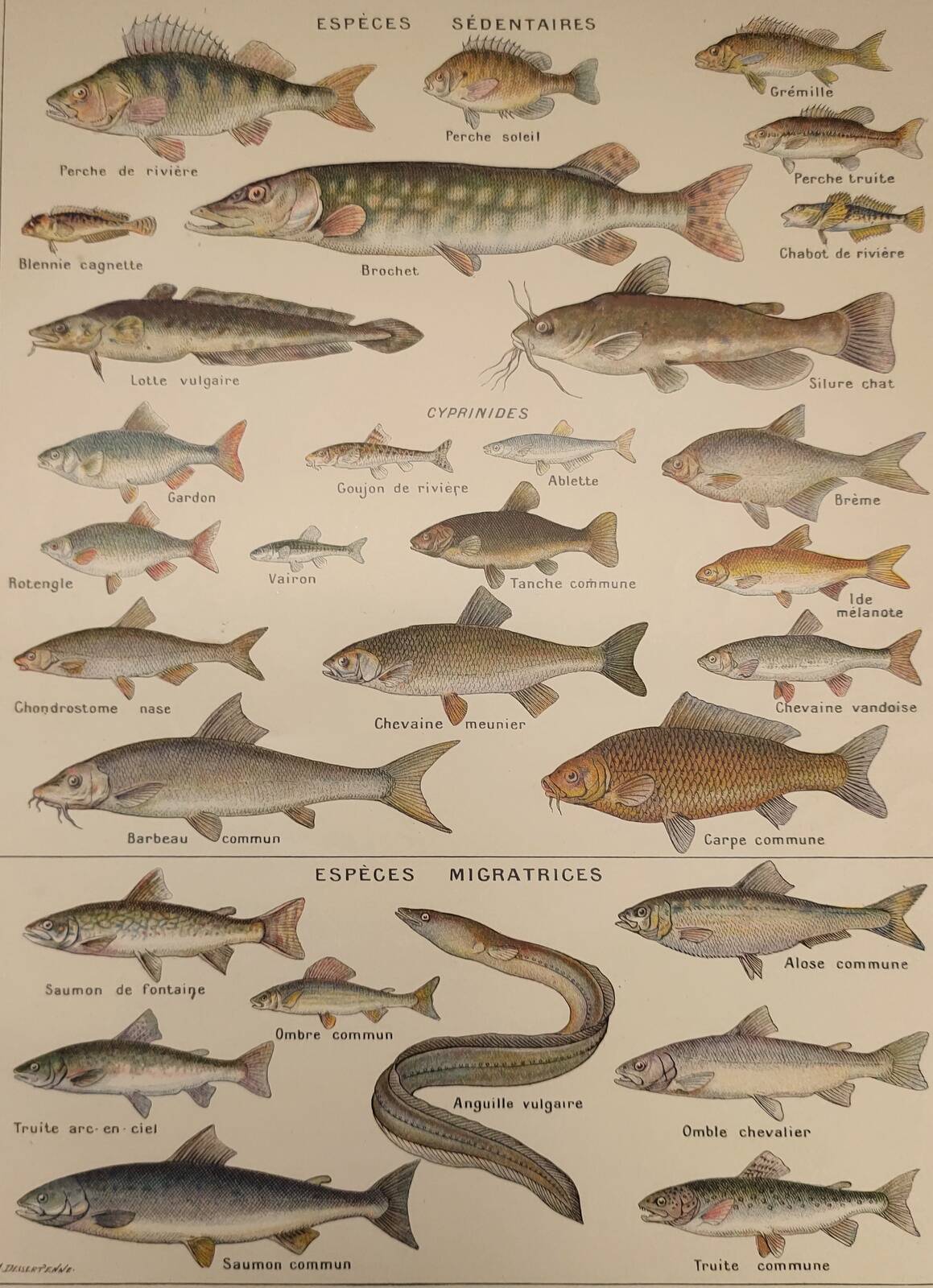 Original engraving from 1922 - Freshwater fish - Old educational board by JM Dessertenne
