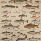 Original engraving from 1922 - Freshwater fish - Old educational board by JM Dessertenne
