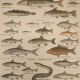 Original engraving from 1922 - Freshwater fish - Old educational board by JM Dessertenne