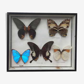 Cadre 5 papillons naturalisés