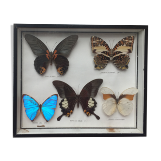 Frame 5 naturalized butterflies