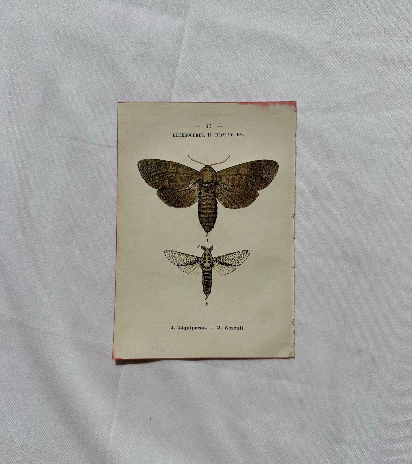 Gravure naturaliste  Papillon 19eme affiche botanique originale 1800