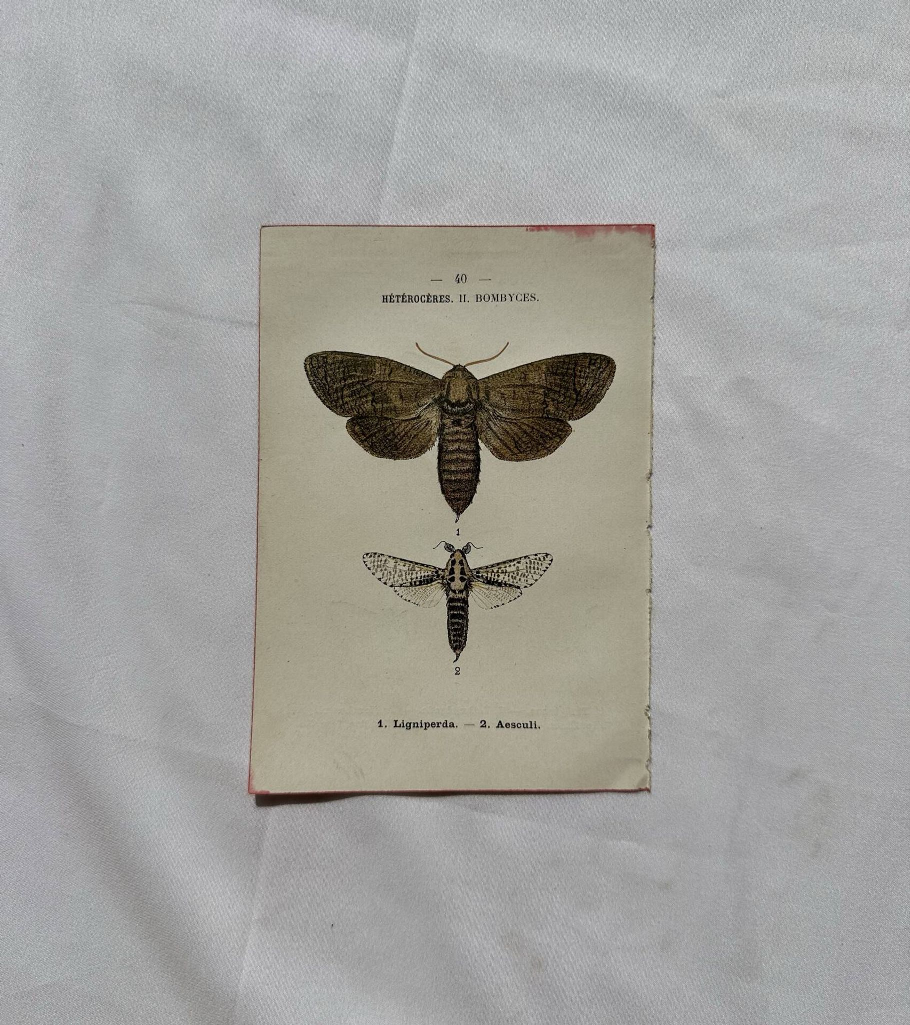 Naturalist engraving Butterfly 19th-century original botanical poster 1800