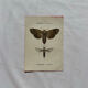 Gravure naturaliste  Papillon 19eme affiche botanique originale 1800