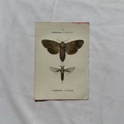 Naturalist engraving Butterfly 19th-century original botanical poster 1800