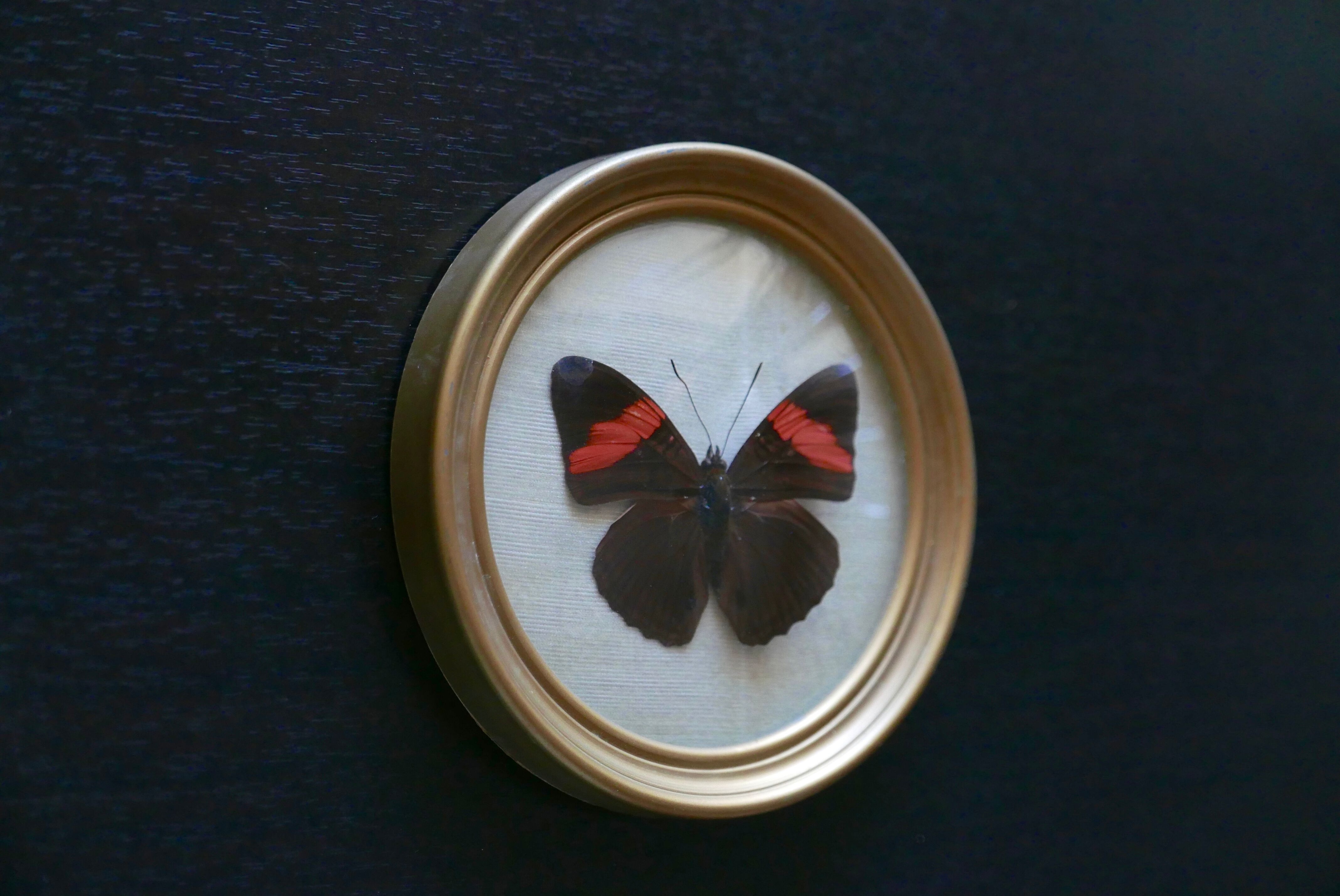 Round frame, naturalized butterfly from Mexico, 1960s