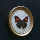 Round frame, naturalized butterfly from Mexico, 1960s