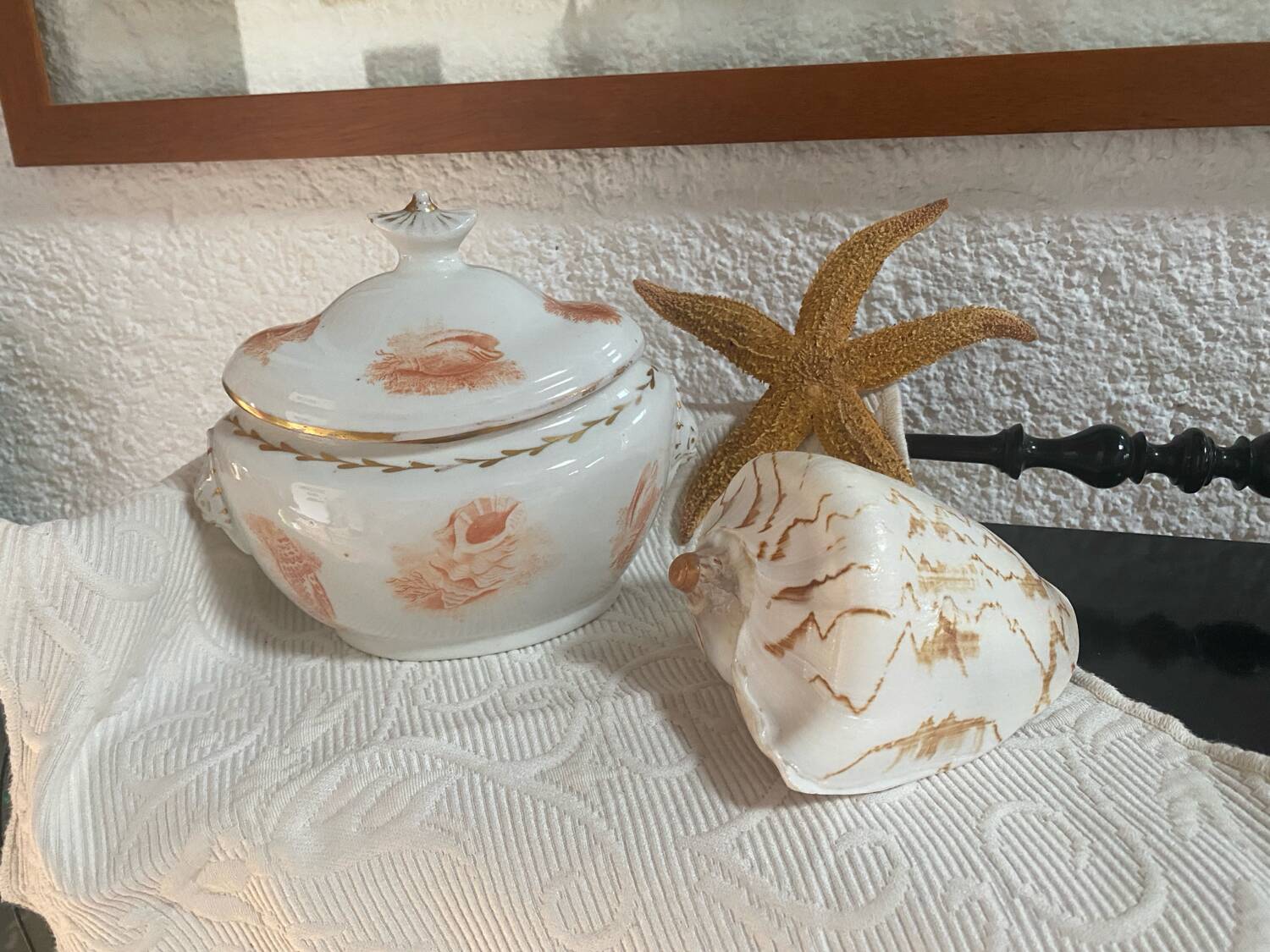 Vintage Voluta nobilis shell