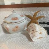 Vintage Voluta nobilis shell