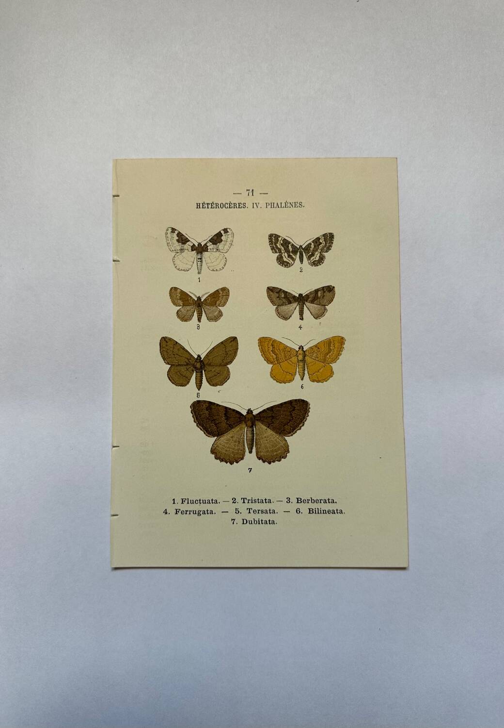 Botanical engraving butterflies double-sided naturalist plate Etching