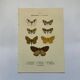 Botanical engraving butterflies double-sided naturalist plate Etching
