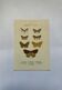 Botanical engraving butterflies double-sided naturalist plate Etching