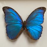 Morpho naturalized butterfly frame