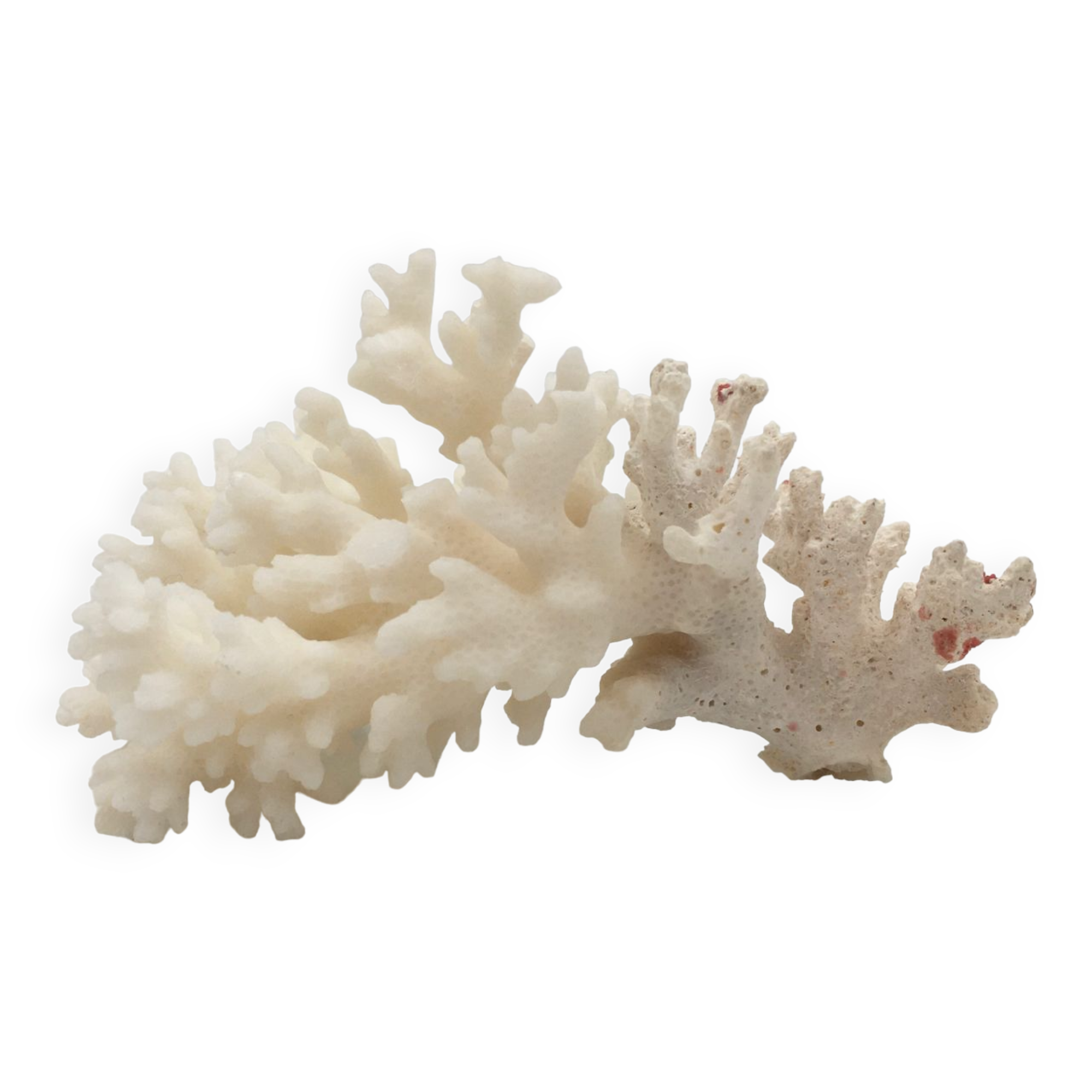 Old branch of white natural coral / 1970s