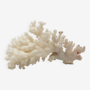 Ancienne branche de corail naturel blanc / Années 1970