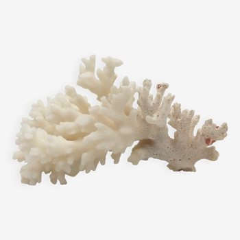 Old branch of white natural coral / 1970s