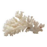 Old branch of white natural coral / 1970s