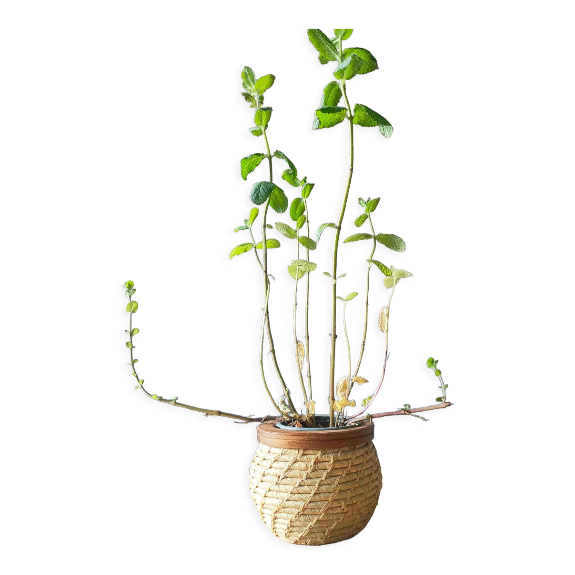 Wicker pot cache and wood